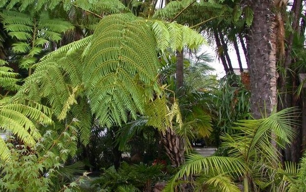 Sphaeropteris Species, Black Tree Fern, Sago Fern