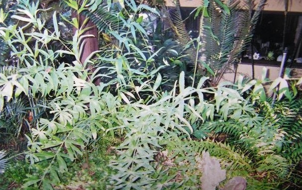 Ceratozamia Species, Bamboo Cycad