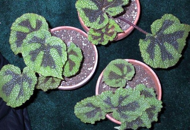 Begonia Species, Iron Cross Begonia