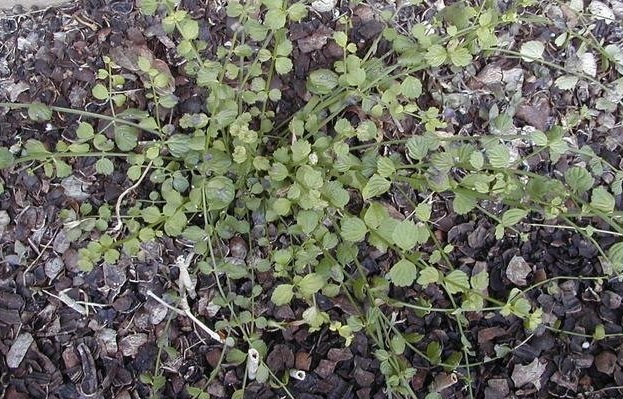 Russelia Species, Red Firecracker Plant