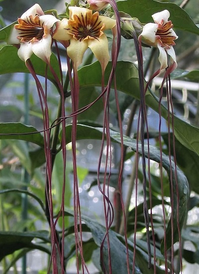 Preuss Strophanthus, Poison Arrow Flower