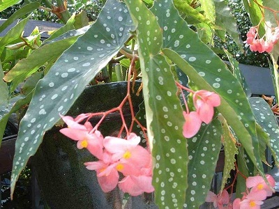 Cane Begonia, Angel Wing Begonia Pink