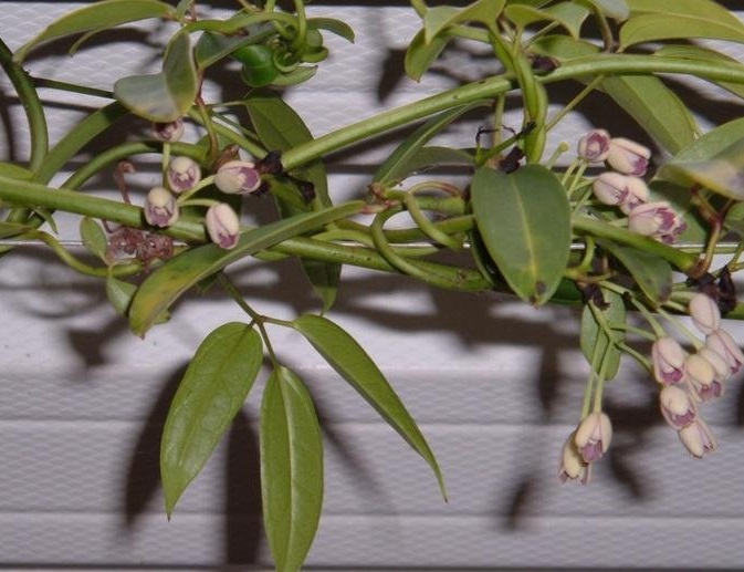 Stauntonia Species, Holboellia, Sausage Vine