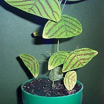 Christia Species, Butterfly Leaf Stripe