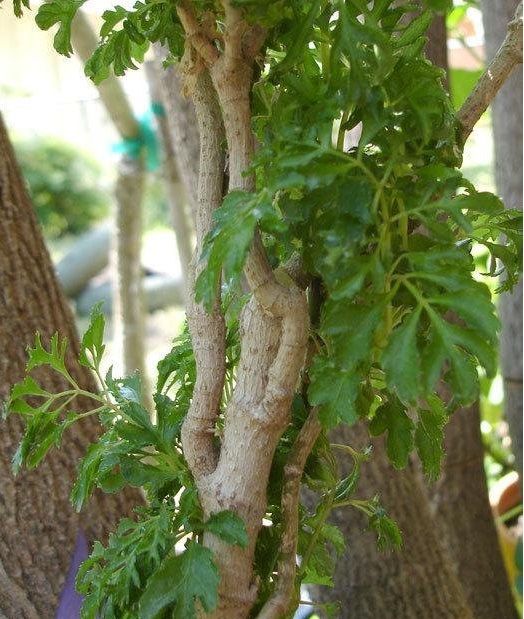 Polyscias, Parsley Aralia Elegans