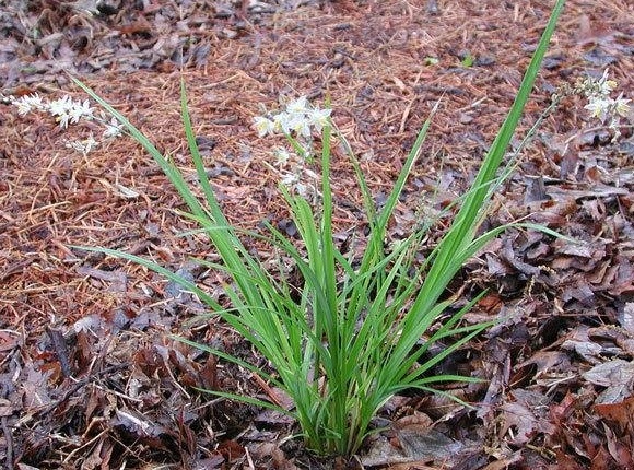 Chlorophytum Species, Lily Grass, Weeping Anthericum
