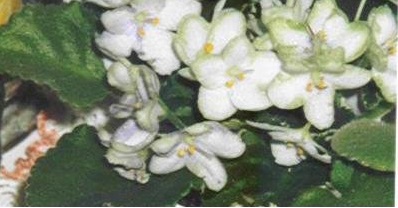 African Violet Frozen In Time