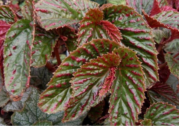 Begonia Subspecies, Shrub Begonia