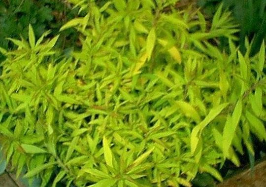 Spiraea,Thunbergs Meadowsweet, Thunberg Spirea Ogon