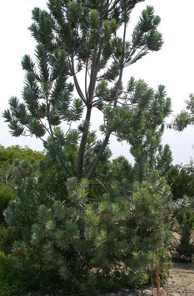 Leucadendron Species, Silver Tree