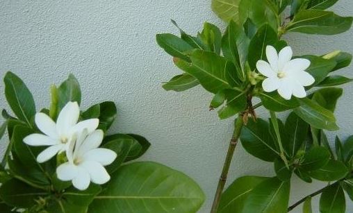 Gardenia Species, Tahitian Gardenia, Tiare Flower