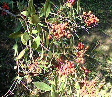 Heteromeles Species, California Christmasberry, California Holly, Toyon
