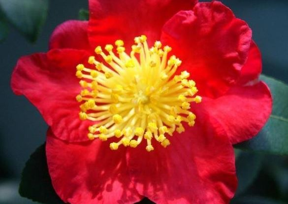 Camellia, Autumn Camellia, Sasanqua Camellia Yuletide