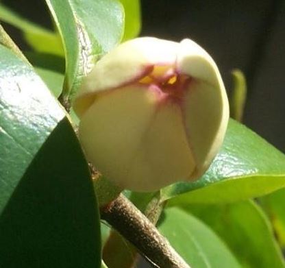Improved Banana Shrub