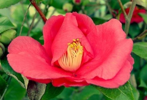 Common Camellia, Japanese Camellia Kramers Supreme