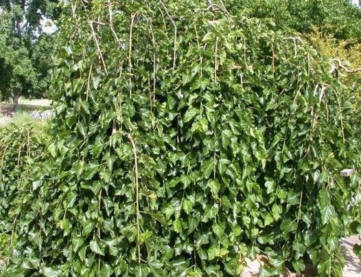 Morus, White Weeping Mulberry Pendula