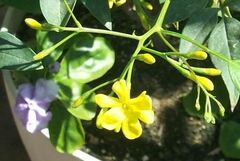 Jasminum, Italian Jasmine, Yellow Jasmine 'Revolutum'