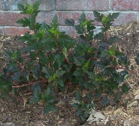 Physocarpus, Ninebark, Purple Ninebark, Eastern Ninebark Summer Wine