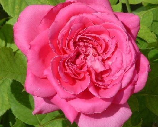 Hybrid Tea Rose Pink Peace