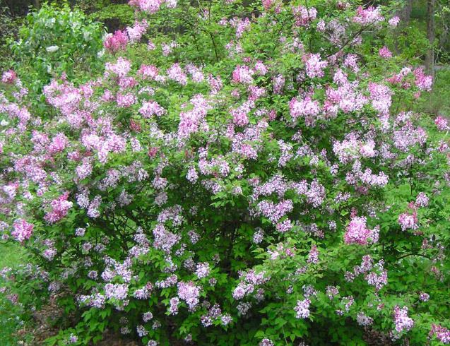 Syringa, Dwarf Lilac Josee