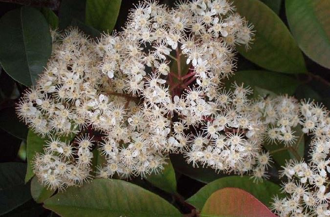 Japanese Photinia, Red Tip Photinia, Red Leaf Photinia