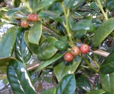 Ilex, Chinese Holly, Horned Holly Burfordii Nana
