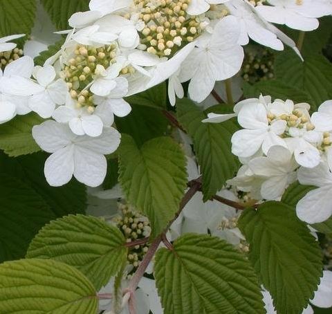 Viburnum, Doublefile Viburnum Shasta