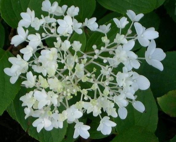 Panicle Hydrangea, Tree Hydrangea Little Lamb
