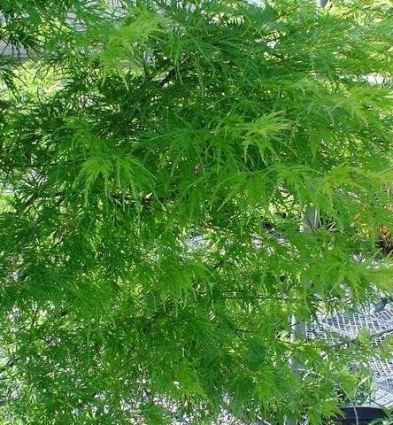 Acer, Cutleaf Japanese Maple, Threadleaf Japanese Maple Seiryu