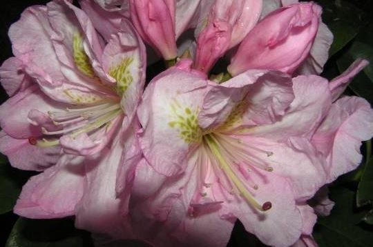 Rhododendron, Dexter Rhododendron Scintillation
