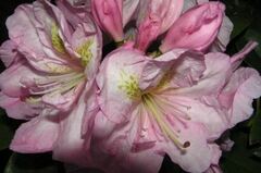 Rhododendron, Dexter Rhododendron 'Scintillation'