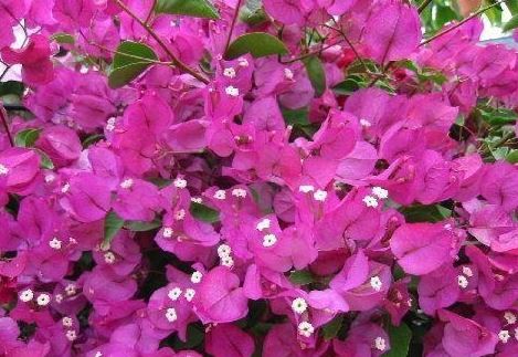 Bougainvillea Cultivar Rosea