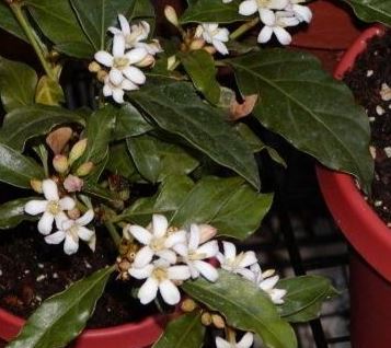 African Gardenia
