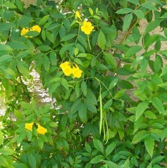 Tecoma, Esperanza, Trumpet Flower, Yellow Bells Sundance