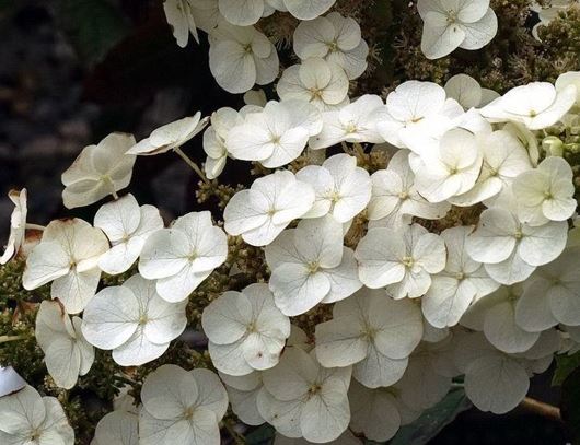 Oakleaf Hydrangea Ruby Slippers