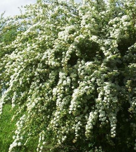 Spiraea Hybrid, Van Houtte Spiraea