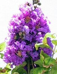 Lagerstroemia Species, Giant Crepe Myrtle, Pride of India, Queen's Crape Myrtle