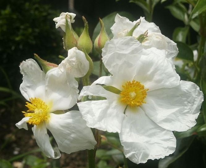 Cistus Species, Laurel-Leaf Cistus, Laurel-Leaved Rock Rose