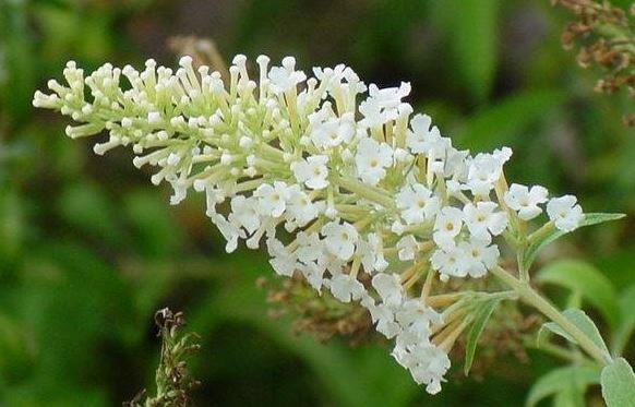 Buddleja Species, Asian Butterfly Bush, Dogtail, Dog Tail