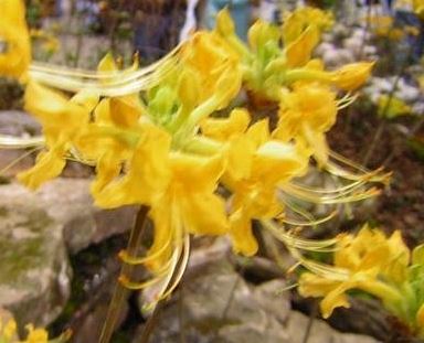 Rhododendron Species, Florida Azalea, Orange Azalea