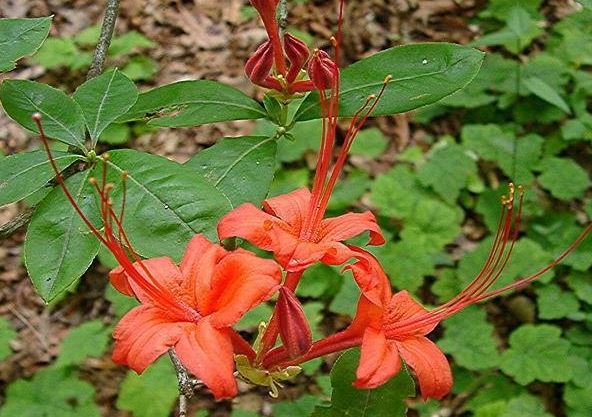 Rhododendron Species, Plumleaf Azalea