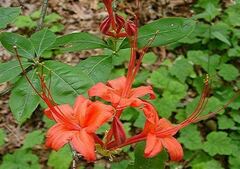 Rhododendron Species, Plumleaf Azalea