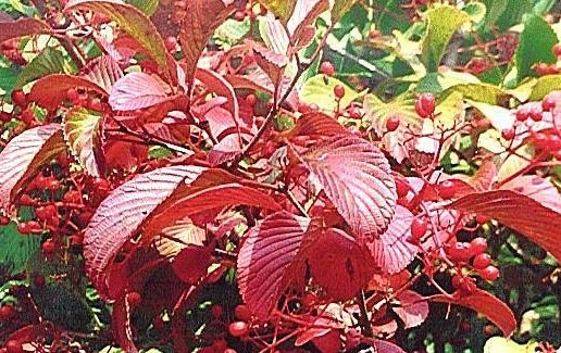Viburnum Species, Siebold Viburnum