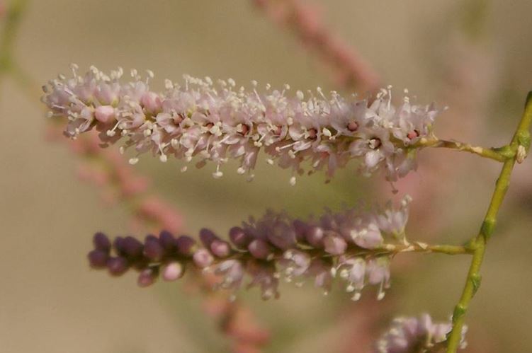 Tamarix Species, Five-Stamen Tamarix, Saltcedar, Salt Cedar, Tamarisk