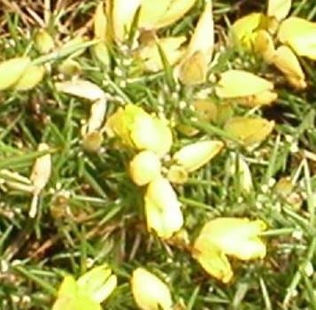 Ulex Species, Gorse, Furze, Whin, Honey Bottles, Hoth