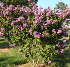 Lagerstroemia, Crape Myrtle, Crepe Myrtle Catawba