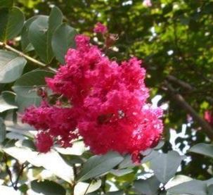 Lagerstroemia, Crape Myrtle, Japanese Crepe Myrtle Tuscarora