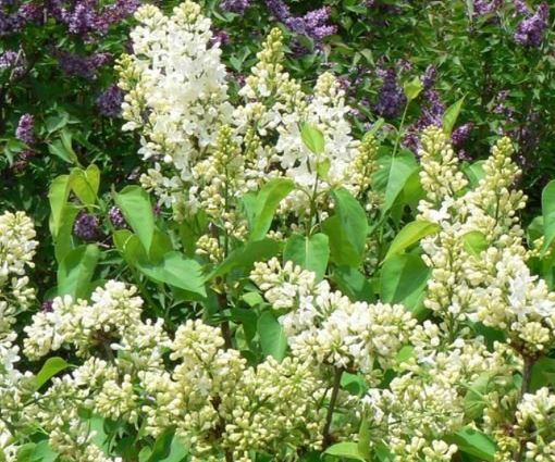Syringa, Common Lilac, French Lilac Primrose