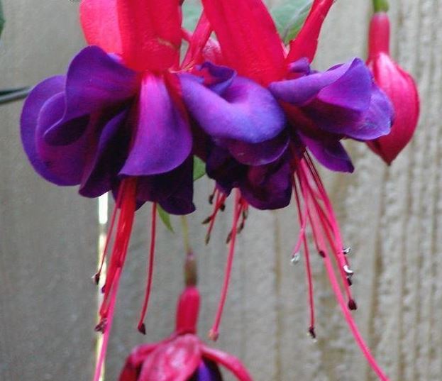 Fuchsia, Double Fuchsia Voodoo