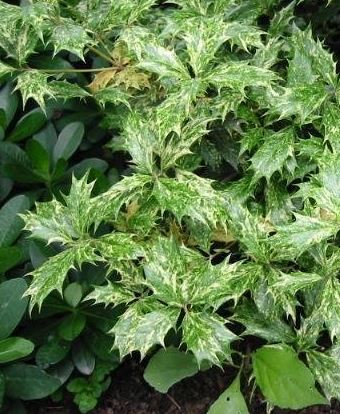Osmanthus, Variegated False Holly, Variegated Holly Olive Goshiki
